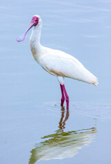 African spoonbill (Platalea alba) standing in shallow water at Amboseli National Park, Kenya