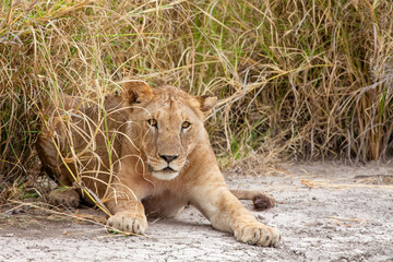Lion (Panthera leo) crouching in long grass ready to pounce