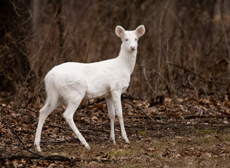 Obraz na płótnie Canvas Albino whitetail deer doe