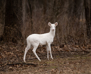 Albino whitetail deer doe