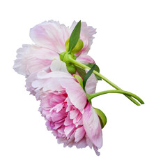 Two large pink peonies with stems isolated on a transparent background.