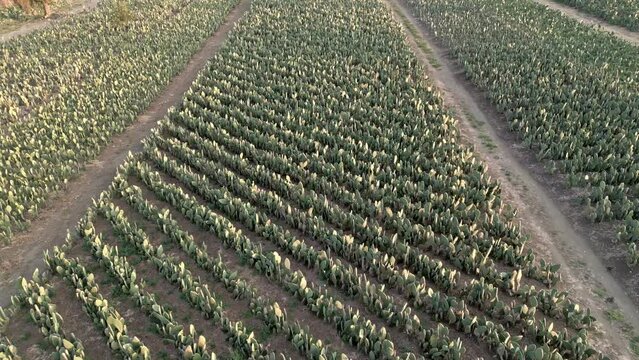 High aerial drone view over nopal fields towards the sun during sunset