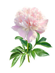 A blossoming single light pink terry peony on the transparent background