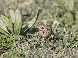Pipit looking for food in a meadow