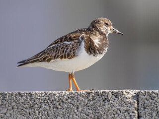 Closeup of a beautiful turnstone