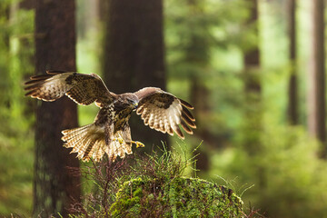 common buzzard (Buteo buteo) on landing on a stump