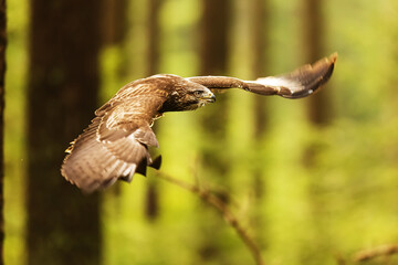 common buzzard (Buteo buteo) during the flight through the forest