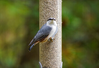spotted woodpecker