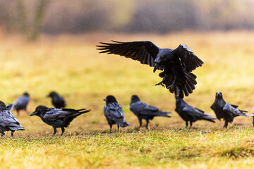 common raven (Corvus corax) lands among the flock