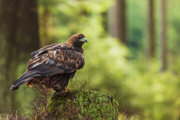 female golden eagle (Aquila chrysaetos) in the forest on a stump