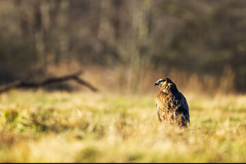 common buzzard (Buteo buteo) portrait from afar