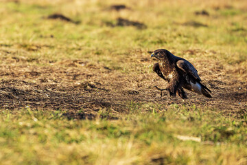 common buzzard (Buteo buteo) striding across the grass