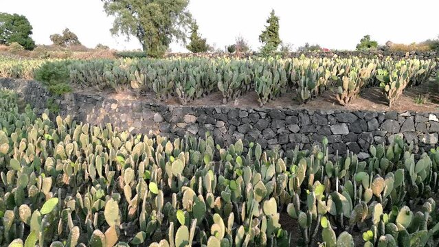 Panorama aerial drone shot over two nopal fields during sunset. Close up
