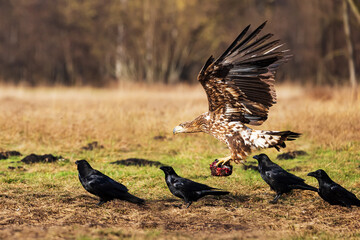 White-tailed eagle (Haliaeetus albicilla) takes the rest of the carcass