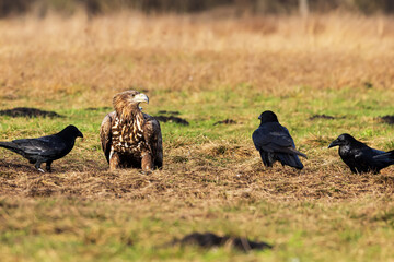 White-tailed eagle (Haliaeetus albicilla) among the ravens