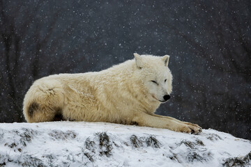 Obraz premium Arctic wolf (Canis lupus arctos) is resting and the snow is slowly falling on him