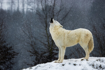 Arctic wolf (Canis lupus arctos) howling in the snow over the valley © michal
