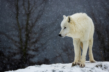 Arctic wolf (Canis lupus arctos) cautiously observing something