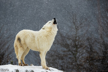 Arctic wolf (Canis lupus arctos) howling sadly into the snowfall