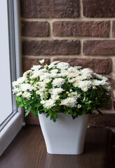 A bouquet of white chrysatems in a white pot on the windowsill. Indoor flowers on the balcony