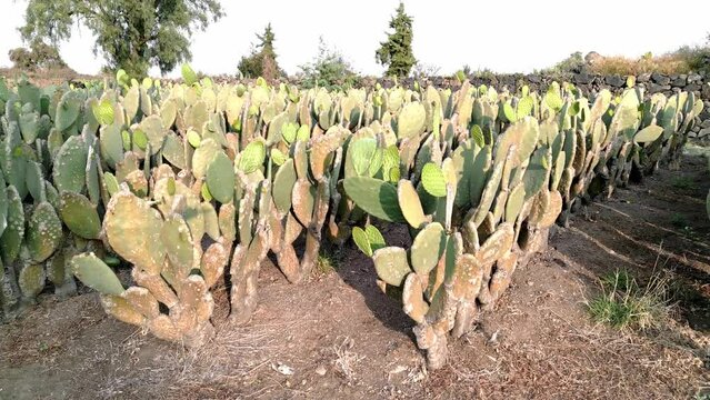 Panorama aerial drone shot over a nopal field during sunset. Close up