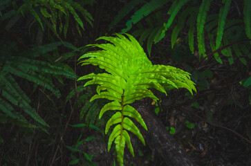 fern leaves in the forest