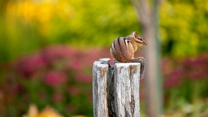Eastern chipmunk (Tamias striatus) sitting on an old wooden post in a public park