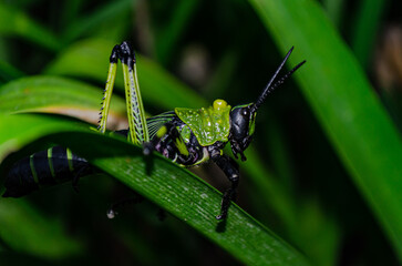 lubber grasshopper on a leaf, (chromacris colorata)