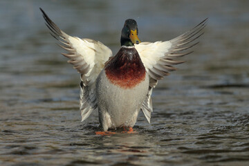 Mallard.