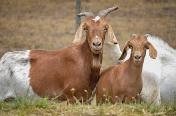 two goats on the meadow