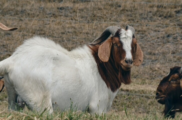 Goat with big horns in the field 