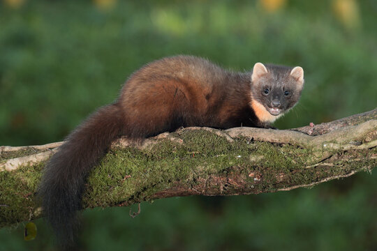 Pine martin