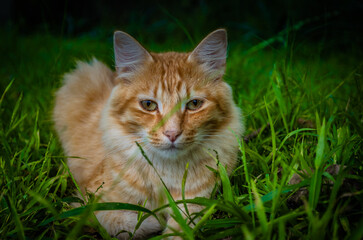 Ginger cat in the grass 