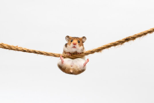 hamster hanging on a rope