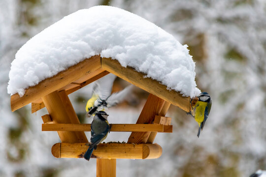 Am Vogelh&auml;uschen