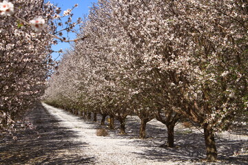 Almond Orchid Trees in Bloom 1