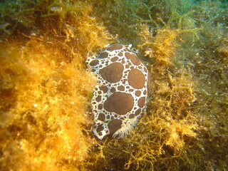 Mucca di mare in mezzo ai coralli in mar ionio  © Francesco