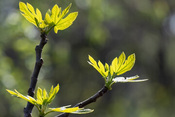 Spring fresh grape leaf sun lightens blur background.