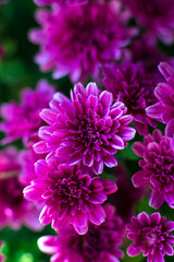 Purple chrysanthemums close-up. Macro shooting, selective focus