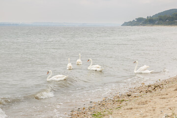 Cygnes blans se baignent sur une plage de Pennedepie, Calvados, Normandie, France en été
