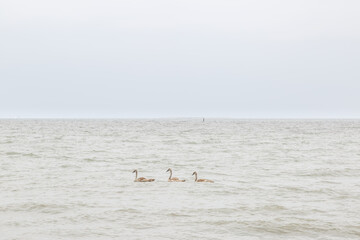 Trois cygneaux nagent dans l'eau de mer. Plage de Pennedepie, Calvados, Normandie, France en été