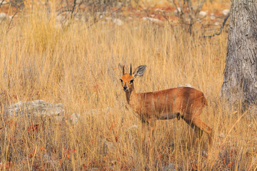 Dik-dik in natural habitat in Etosha National Park in Namibia.