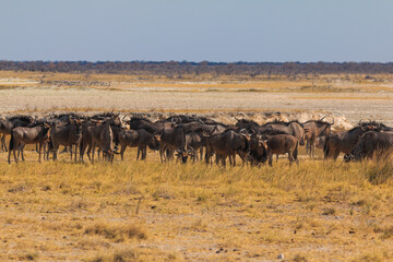 Fototapeta na wymiar Blue wildebeest in natural habitat in Etosha National Park in Namibia.