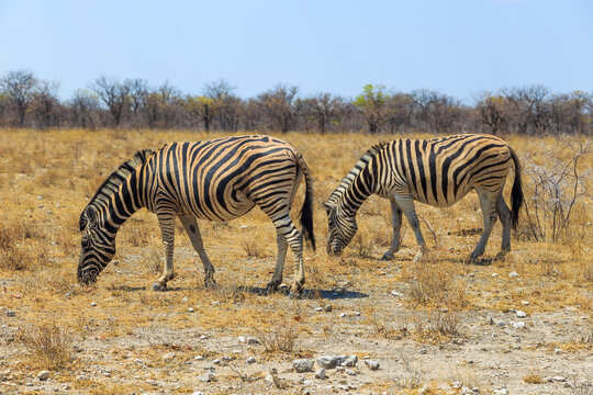 Zebras in natural habitat in Etosha National Park in Namibia.