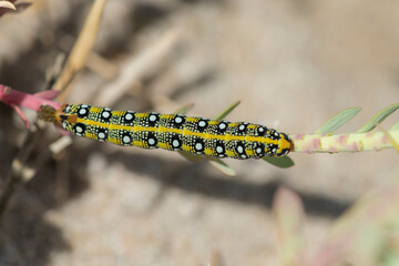 Spurge Hawk-moth (Hyles euphorbiae) caterpillar at young stage foraging on Sea Spurge (Euphorbia paralias)