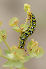 Spurge Hawk-moth (Hyles euphorbiae) caterpillar at young stage foraging on Sea Spurge (Euphorbia paralias)