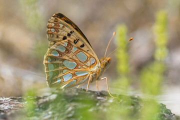 Queen of Spain Fritillary (Issoria lathonia) resting in the dunes with closed wings