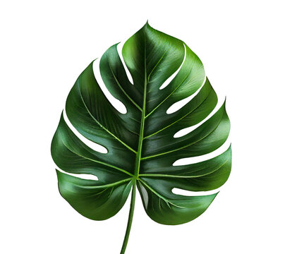 Monstera, green leaf isolated on white. Modern trendy plant. Botanical illustration. Botany, leaves. AI generative