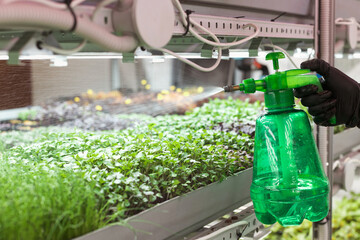 Care and watering of microgreens and baby leaves in a greenhouse. Small business growing greens.