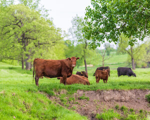 Mama Cows Grazing in Pasture Overwatching Young Calfs